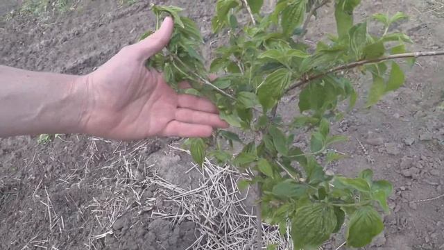 Кизил. Нишевые культуры в ореховом саду. смотреть онлайн