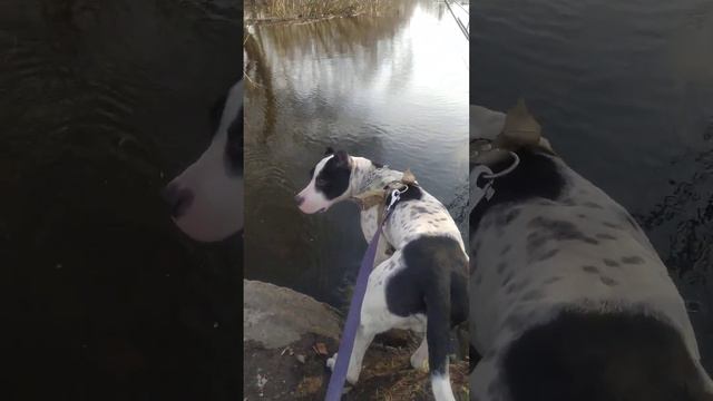 Стафф во внимании смотреть онлайн