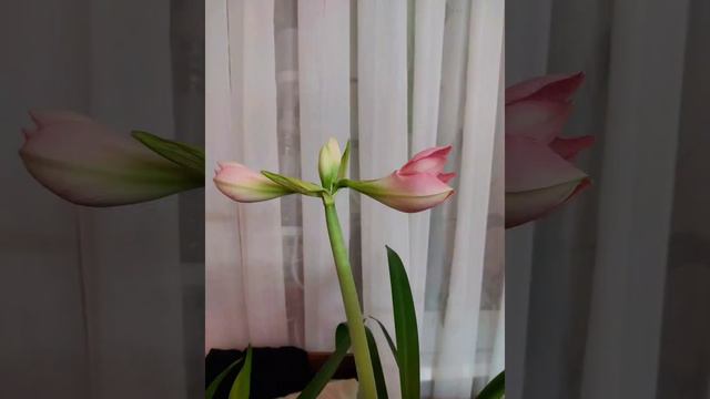 Цветение гиппеаструма со второй стрелки 🌸Февраль 2022 смотреть онлайн