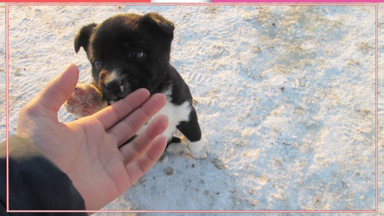 Кролик убежал из дома и поселился в норе… с собакой! А ещё ушастик стал папой её щенков смотреть онлайн