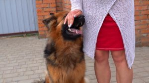 💘Любимица Варта. Немецкая овчарка. Favorite Varta. German Shepherd.