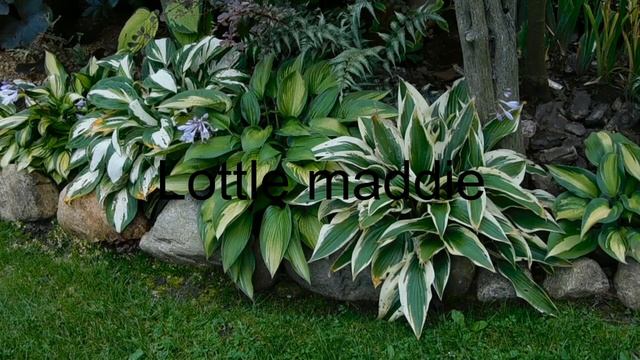 Мини хосты..Обзор моей коллекции. смотреть онлайн