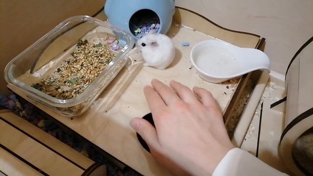 Как приручить хомяка?