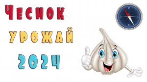 Чеснок зимний, урожай 2024 года.