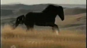 Лошади - самые красивые существа на планете!