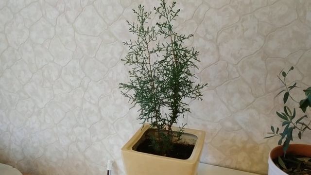 Какие хвойные растения можно выращивать в квартире