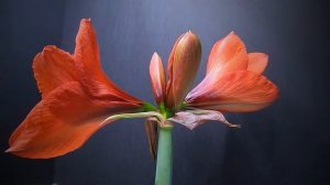 Orange amaryllis blooming