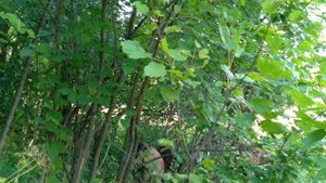 Состав зерносмеси для коз .