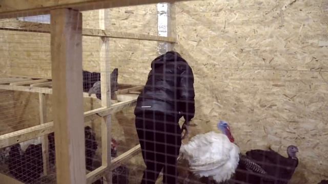 СТРОИТЕЛЬСТВО ПТИЧНИКА. ПРОДУМАНО ВСЕ ДО МЕЛОЧЕЙ смотреть онлайн