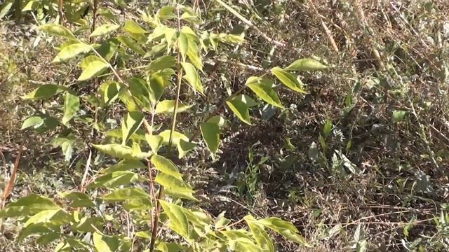 Павловния четырёхлистная, альбиция, бархат, эводия и пр. смотреть онлайн