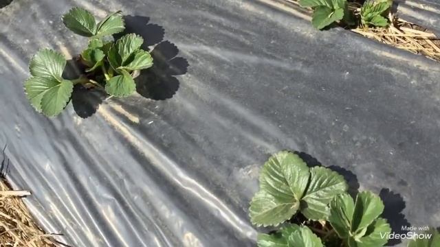 Сравнение укрывных материалов:агроволокно и плёнка.Наши маточники и новый проект. смотреть онлайн