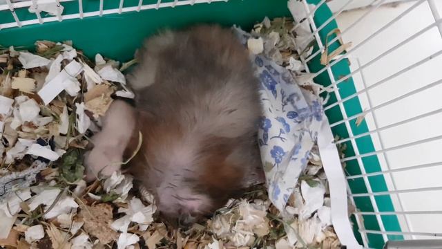 Малыш грызет куриную косточку смотреть онлайн