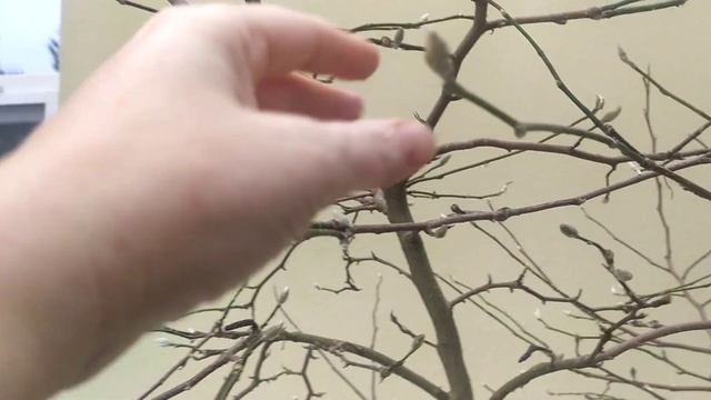 Видеоиллюстрация к статье об обрезке магнолий смотреть онлайн