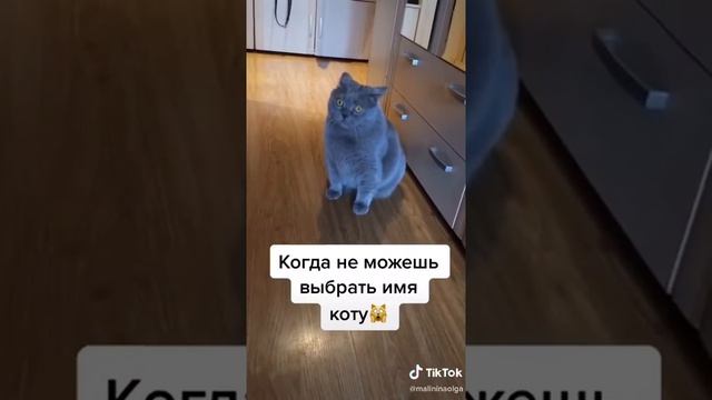 когда не можешь выбрать имя коту