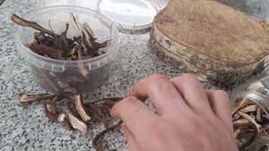 Заготовить корни одуванчика и лопуха - это элементарно! СКАЖИ НЕТ ЧИПСАМ