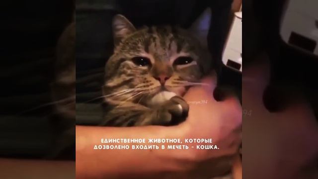 😻🥺Мурлыканье кошек мне нравится больше чем пустые слова людей.