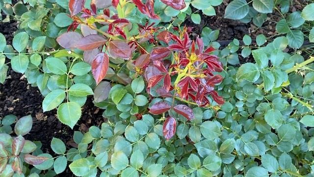 БАЗАЛЬНЫЕ ПОБЕГИ РОЗ. У МОИХ РОЗ ОЧЕНЬ МНОГО БАЗАЛЬНЫХ ПОБЕГОВ. ПОДПИШИСЬ ВСЁ БУДЕШЬ ЗНАТЬ смотреть онлайн