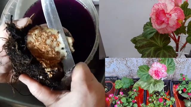 Не делайте такую ошибку с бегониями. смотреть онлайн