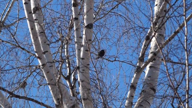 Прилетели Скворцы (март 2017). смотреть онлайн