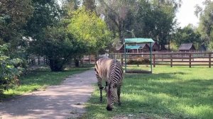 Almaty. ZOO. Любимый город Алматы. Наш зоопарк во время карантина.