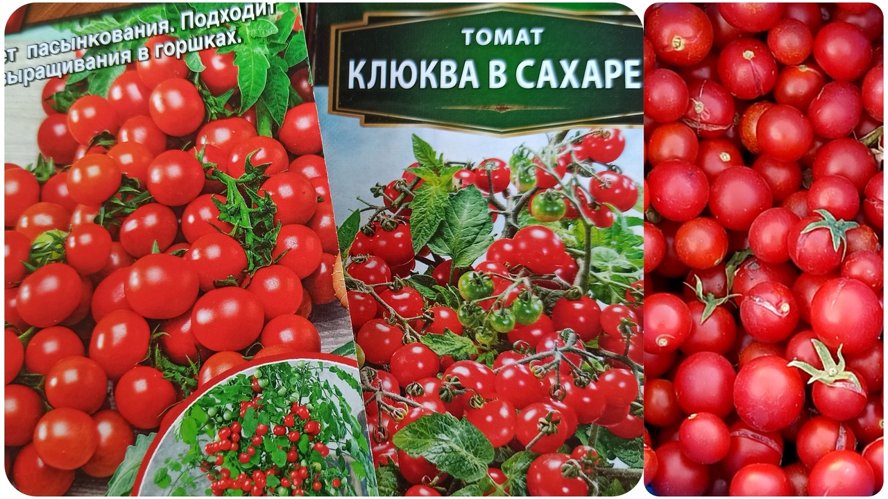 Очень урожайные томаты Черри! Подходят для балкона и комнатного выращивания.
