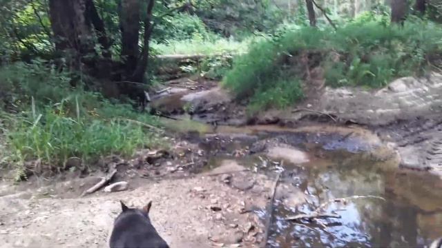 20190612 164423 (Маленькая "река" в лесу) смотреть онлайн