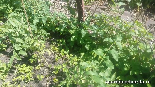 Томат "Санька" в открытом грунте Подмосковья смотреть онлайн