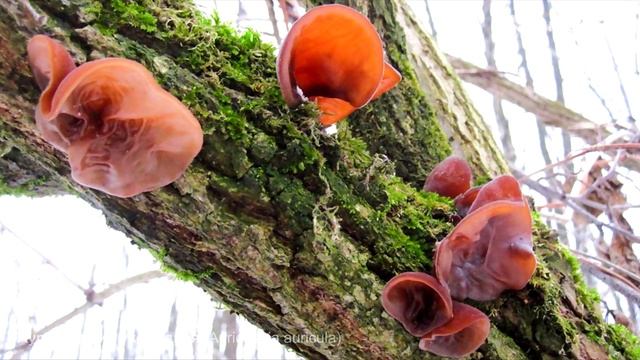 Аурикулярия уховидная (Auricularia auricula) смотреть онлайн