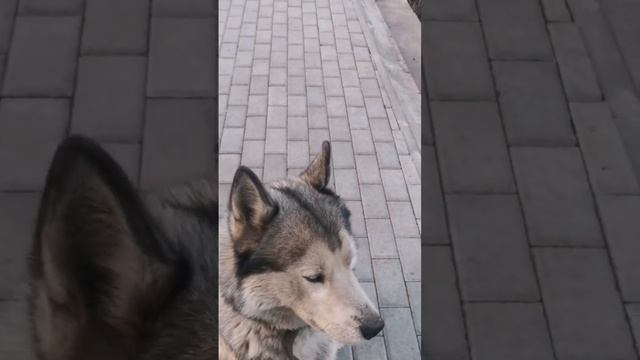 очень красивый пёс хаски смотреть онлайн