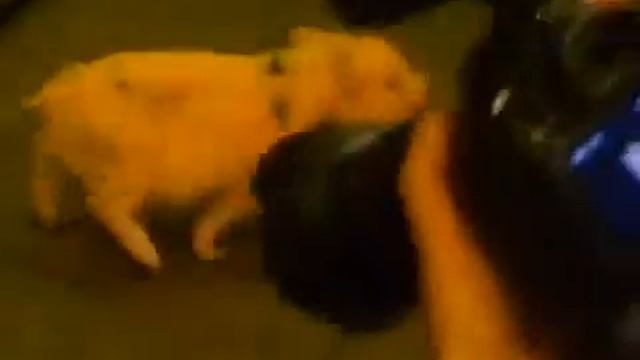 мини пиги маленькие домашние свинки цена телефон 8 (916) 702-11-08, Москва смотреть онлайн