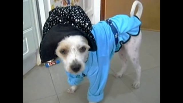 Disfraces para perros