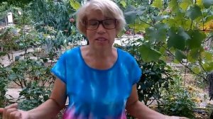 КАК САЖАТЬ КЛУБНИКУ НА АГРОВОЛОКНО ?/Исправляю ошибки