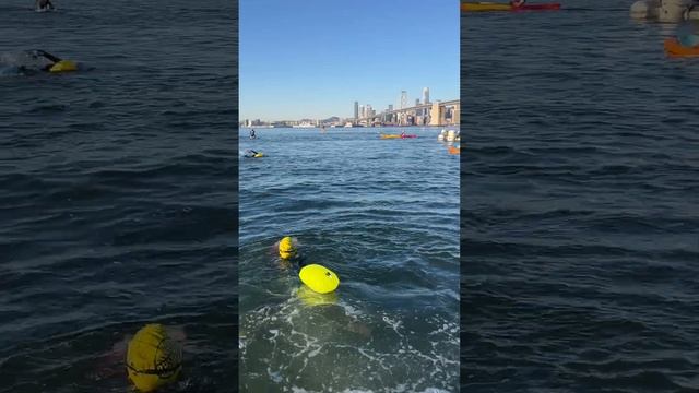 Swimming under the Bay Bridge with Odyssey Open Water Swimming #openwaterswimming #baybridge