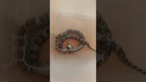 Самка маисового полоза душит и съедает живую мышь.