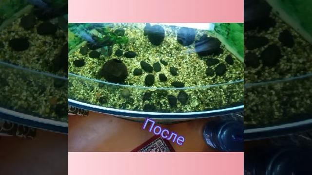 Как почистить аквариум? Гайд смотреть онлайн