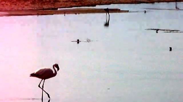 Los Flamencos National Reserve (1): Flamingo Walking