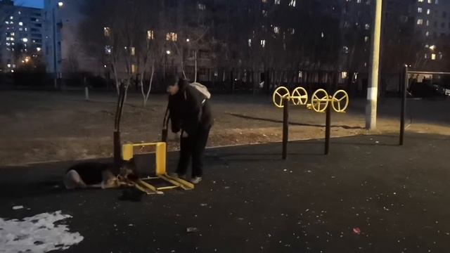 Дрессировка собак. Курс ОКД. Отработка комплекса без продвижения смотреть онлайн