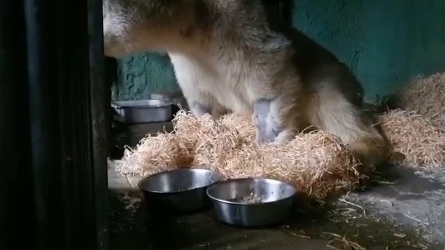 Спасенный медведь кушает смотреть онлайн