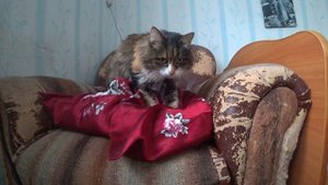 VLOG: МЯУРИЦЦИО РВЁТ ПОДУШКУ/ КОШКА / CAT/ ПРИКОЛЫ/ ЖИЗНЬ/ LIVE/ ИНТРОВЕРТ/27.12.2022 #shorts #409