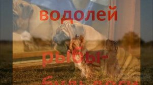 Породы собак по знаку зодиака