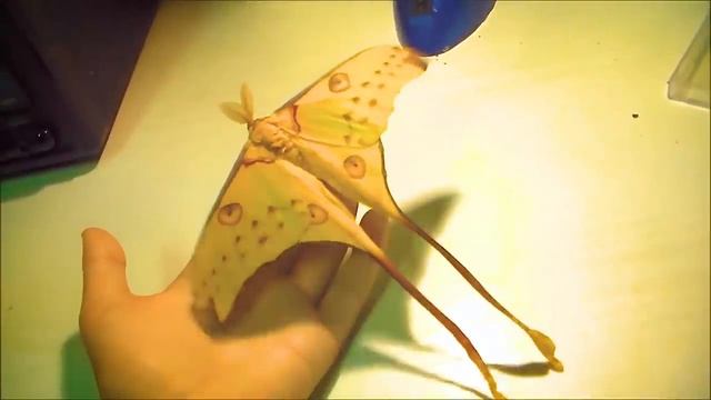 10 САМЫХ КРАСИВЫХ БАБОЧЕК!