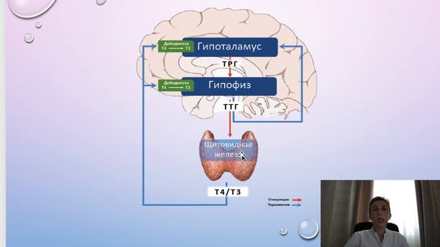 Физиология эндокринной системы.
