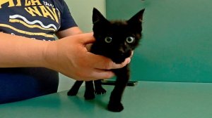 Спасение бездомного котенка от садистов