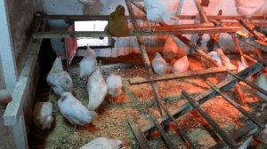 Первый Выводок Цыплят Леггорн От Своих Кур | 98% Вылуп