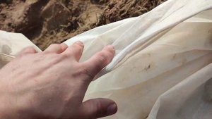 Раннего Картофеля под Агроволокном и Пленкой Херсонская область