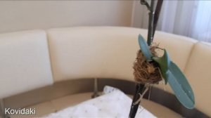 Размножение орхидеи деткой на цветоносе. Как растет детка орхидеи.