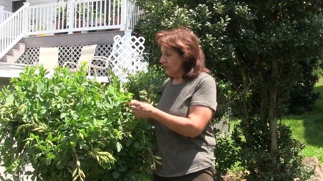 How to grow baptisia (wild indigo) - deer resistant! смотреть онлайн