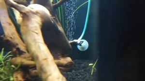 Распылитель СО2 из палочки для суши