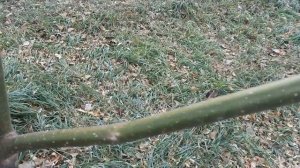 Медоносы для пчёл. Павловния. Эводия "Даниэль" Медовое дерево. Состояние на 29. 10. 2021 г..