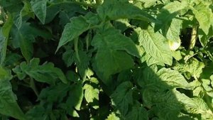 Обзор томатов в открытом грунте(конец июля). Де-барао, Санька, Волгоградский